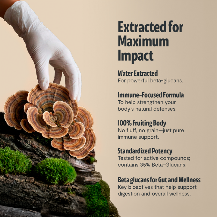 Turkey Tail Mushroom Extract Capsules